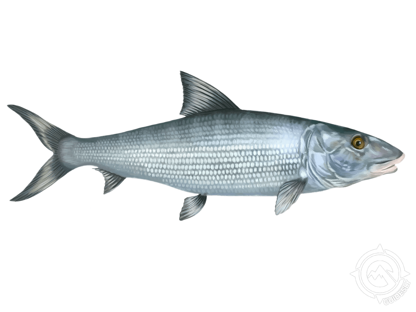 Bonefish